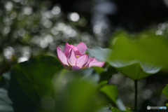 蓮の花