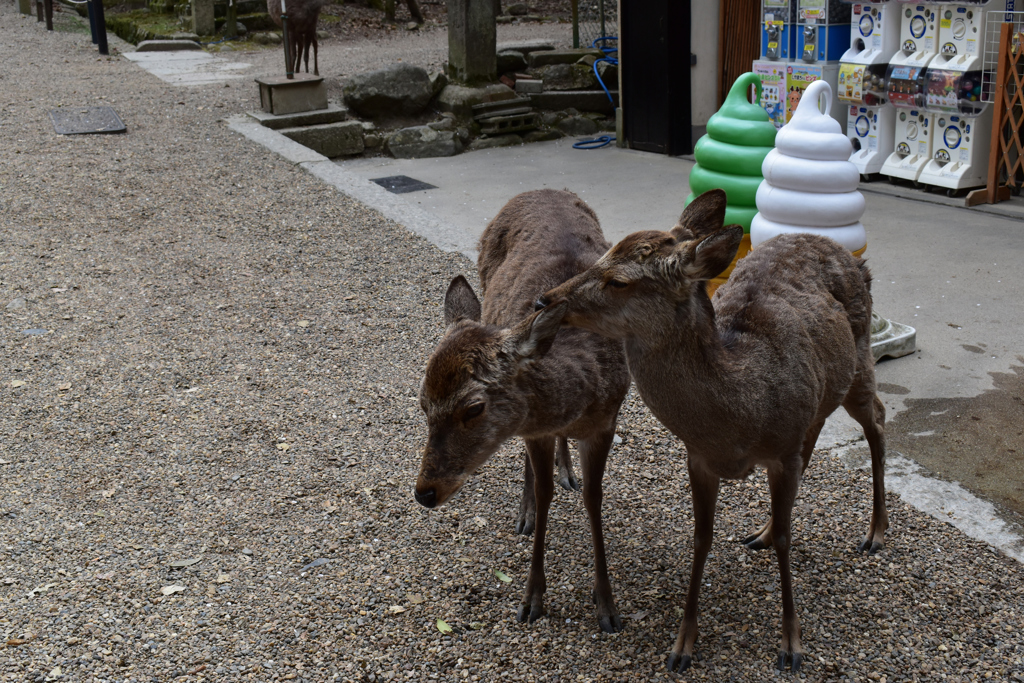 奈良公園