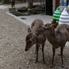 奈良公園