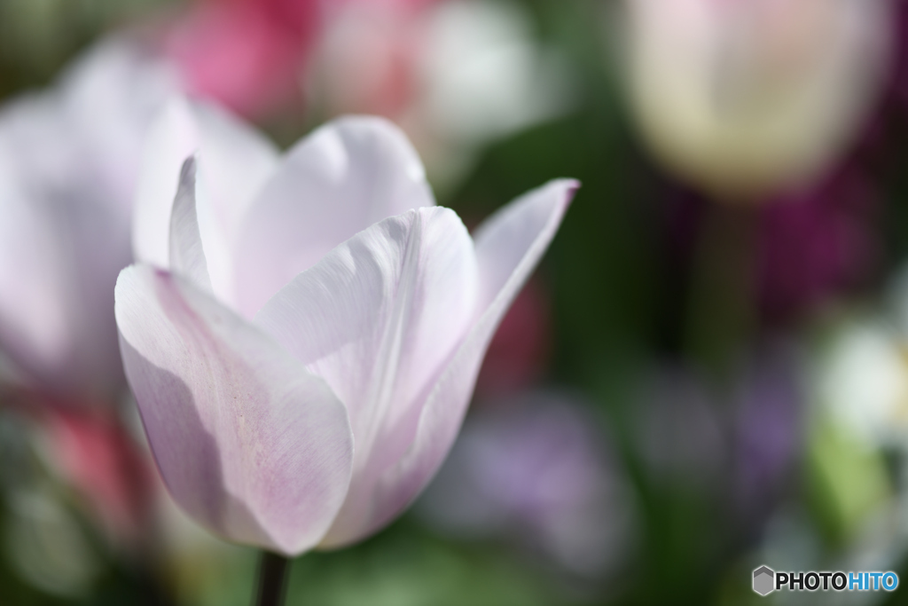 清楚な花
