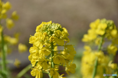 花 菜の花