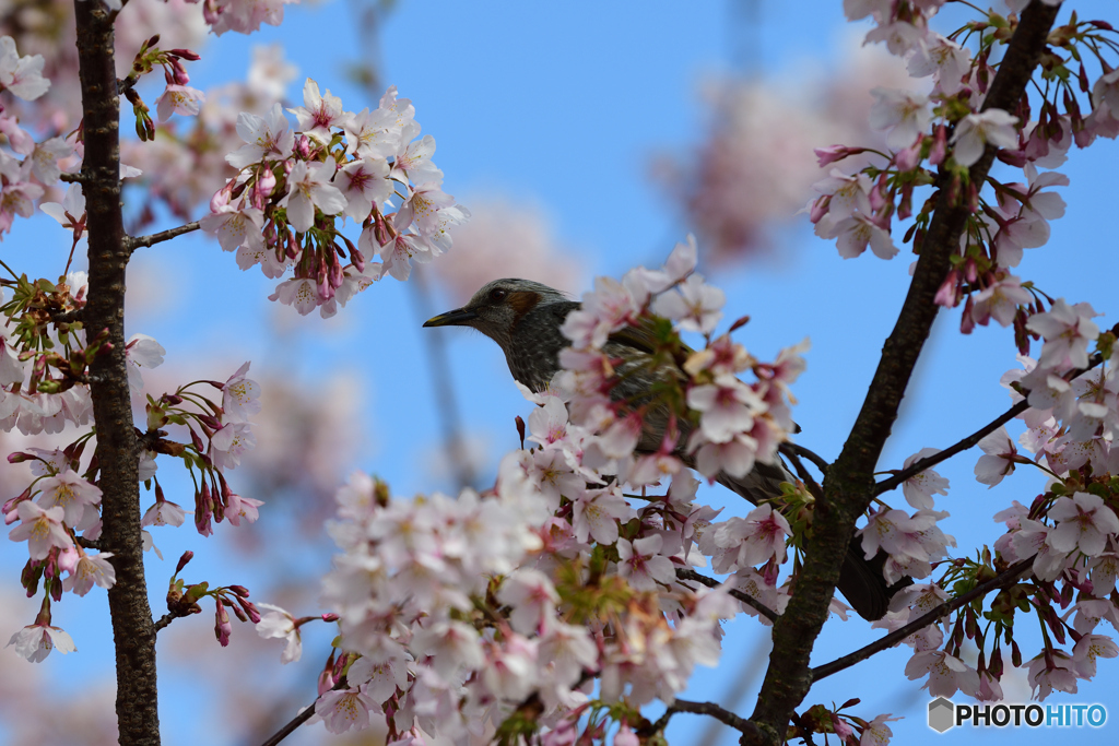 玉縄桜とヒヨドリ