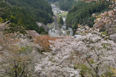 吉野の桜