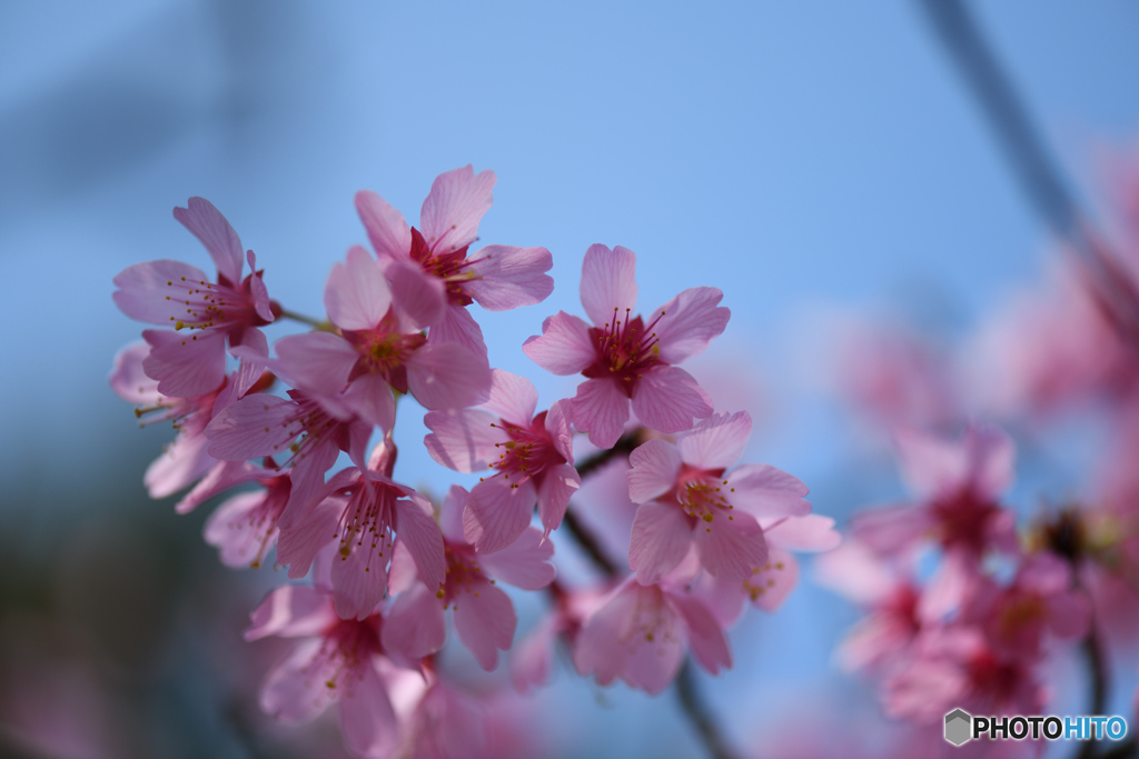 おかめ桜