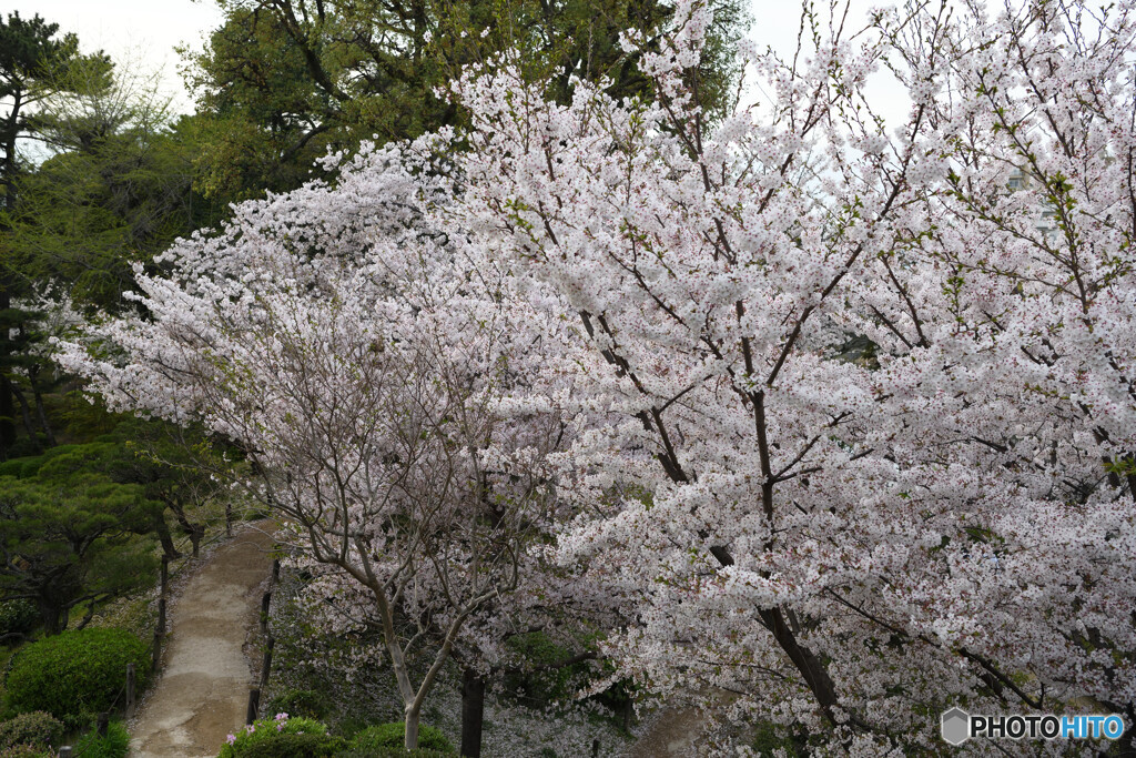 縮景園の桜