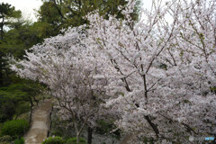 縮景園の桜