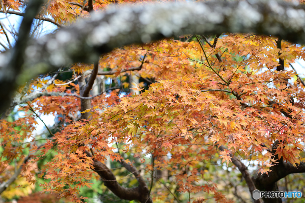 東慶寺のモミジ