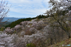 吉野の桜1