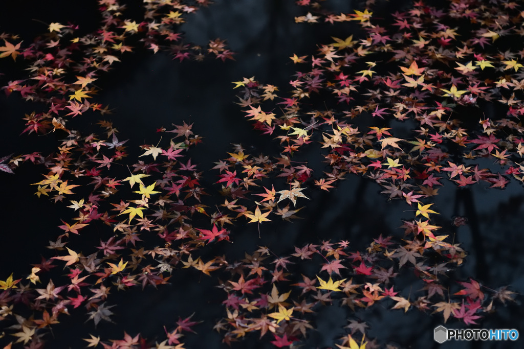 水面にただよう