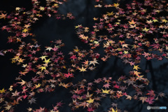 水面にただよう