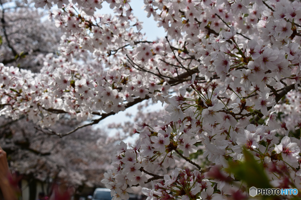 醍醐寺の桜2