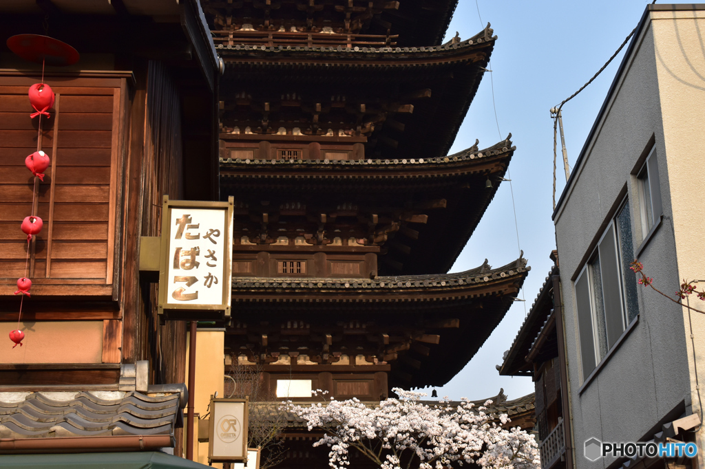八坂の塔の桜