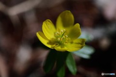 キバナセツブンソウ