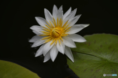 熱帯性睡蓮3