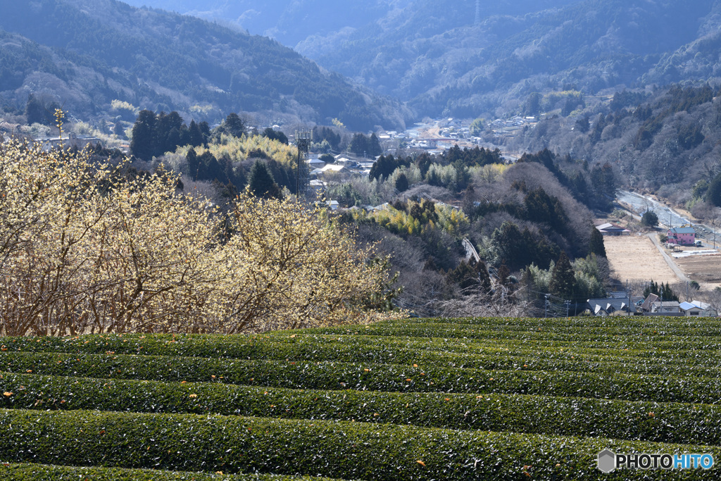 里山風景