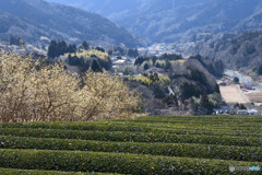 里山風景