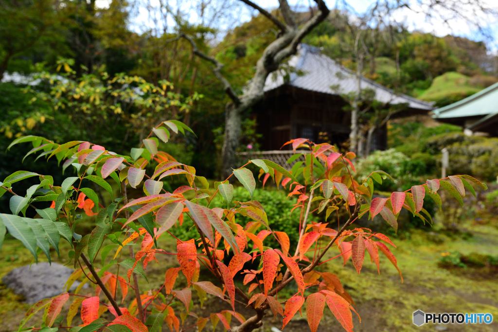 鎌倉　海蔵寺1