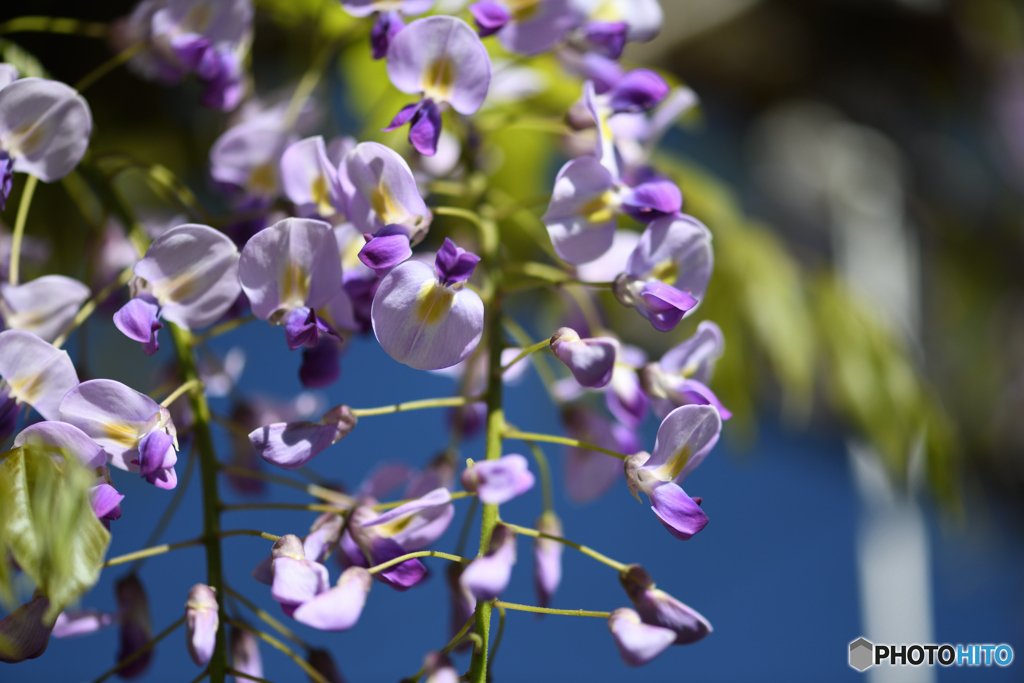 我が家の藤の花2