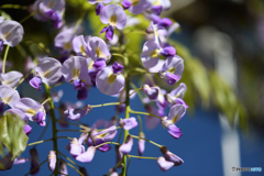 我が家の藤の花2
