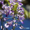 我が家の藤の花2