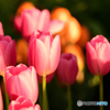 チューリップ