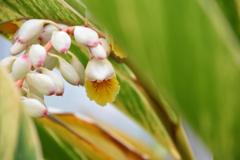 キンフゲットウ