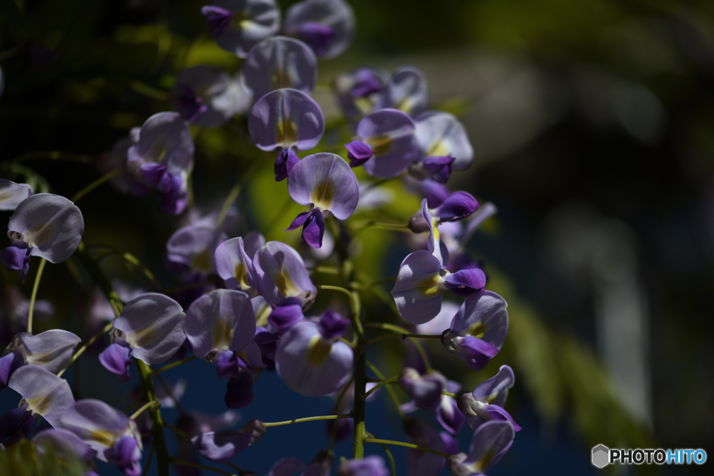 我が家の藤の花