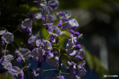 我が家の藤の花
