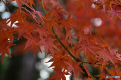 奈良　薬師寺　もみじ