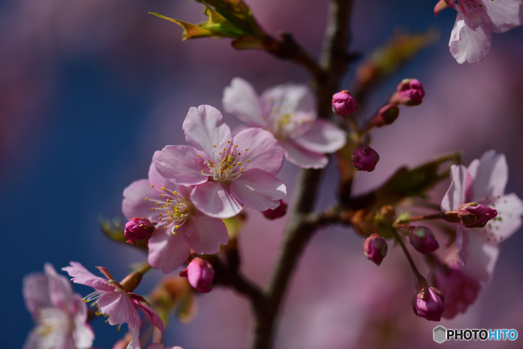 河津桜1