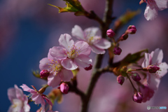 河津桜1