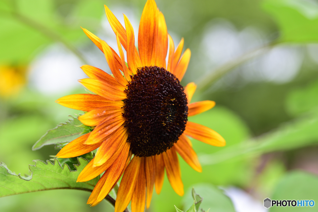 夏の花　ヒマワリ