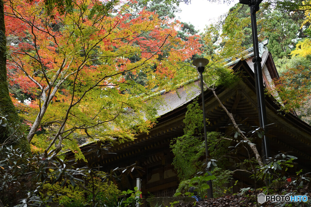 晩秋の室生寺　紅葉