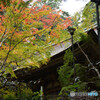 晩秋の室生寺　紅葉