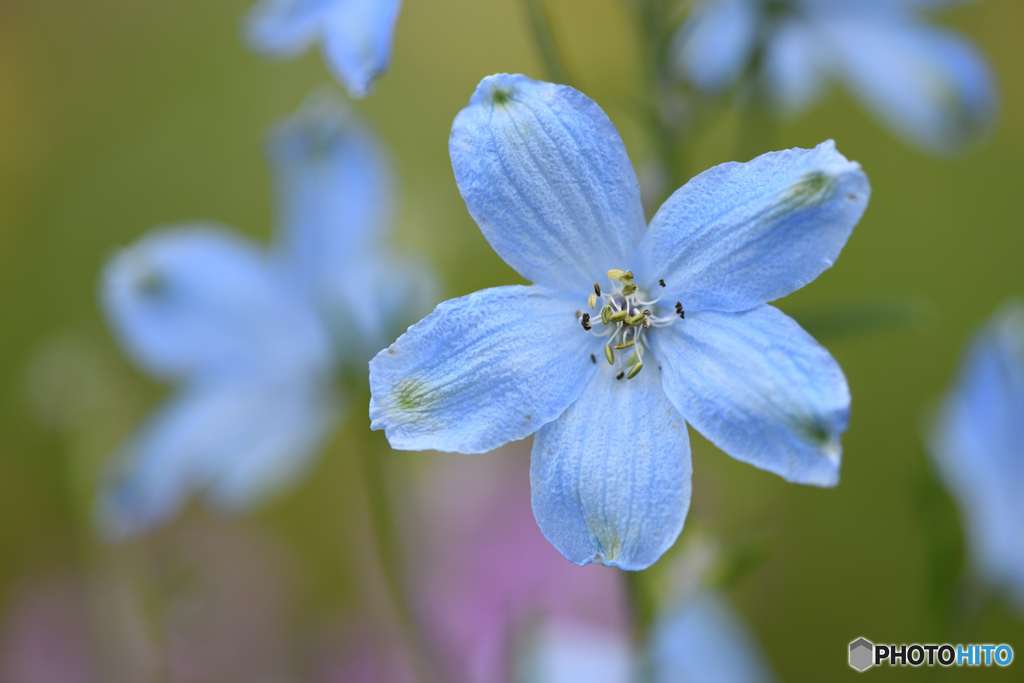 花その１