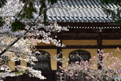 南禅寺の桜