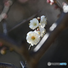 春　白梅