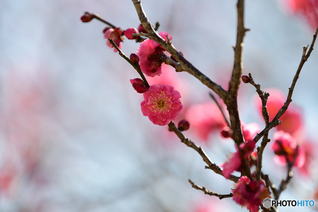 八重寒紅