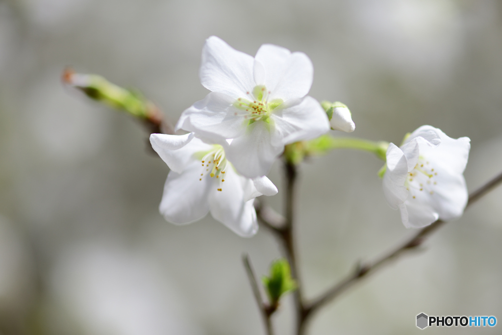 緑萼桜