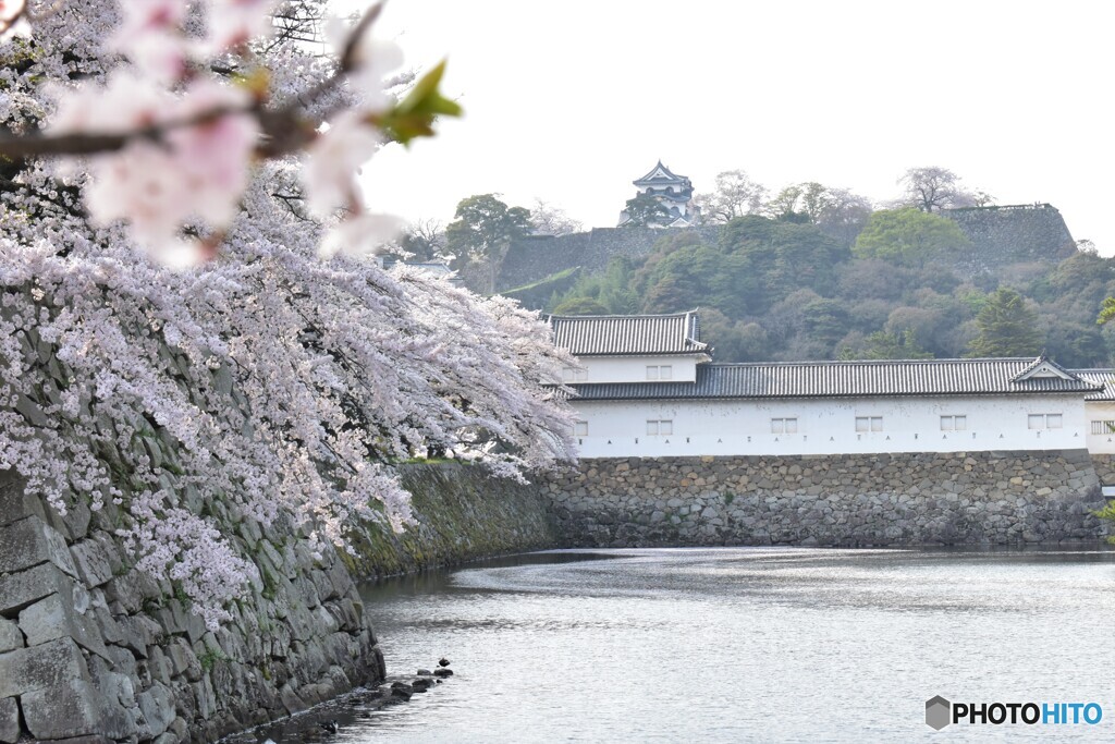 彦根城の桜2