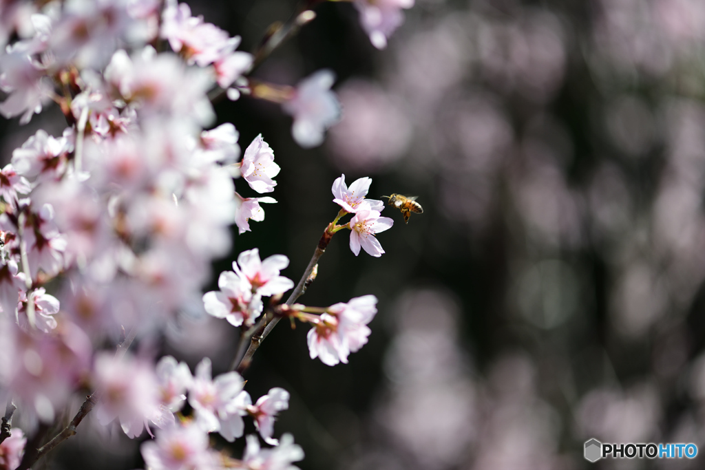 桜とたわむる by Willyoto (ID:13430388) - 写真共有サイト:PHOTOHITO