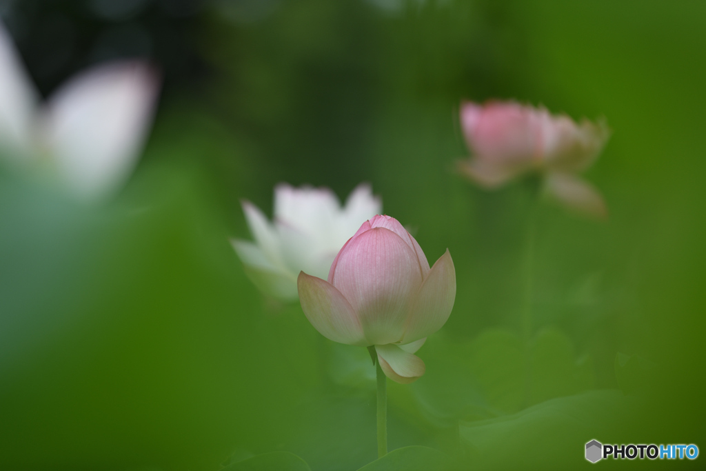 はにかみ