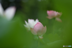 はにかみ