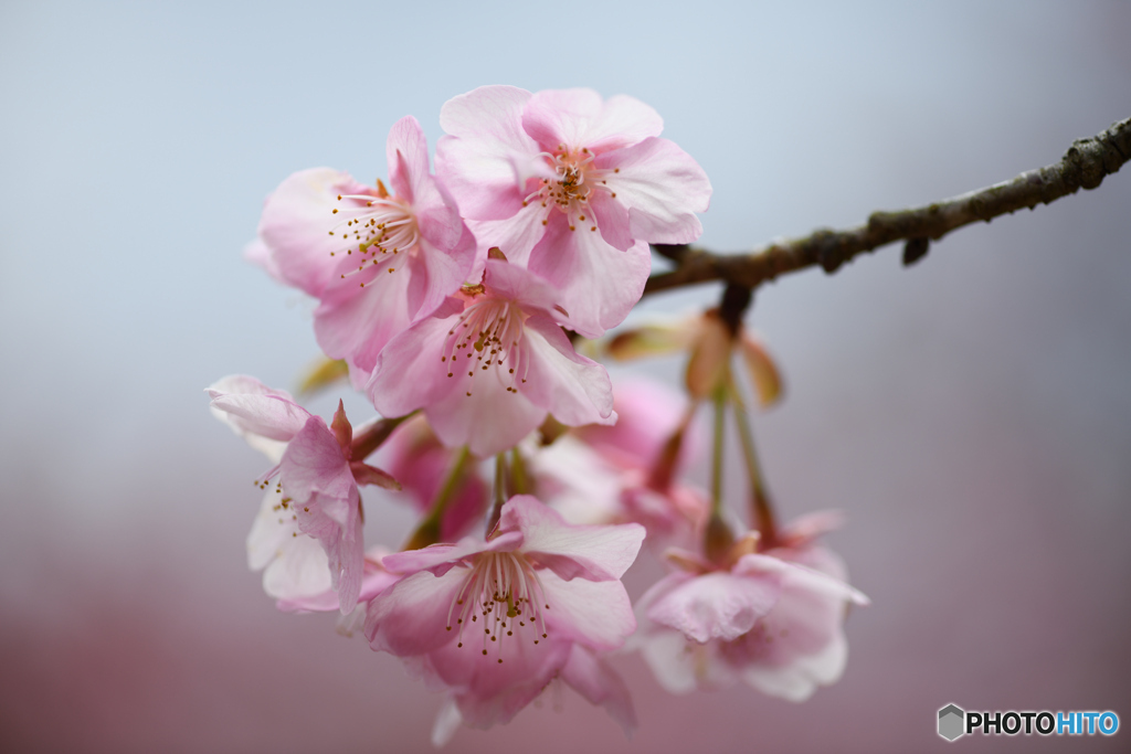 河津桜