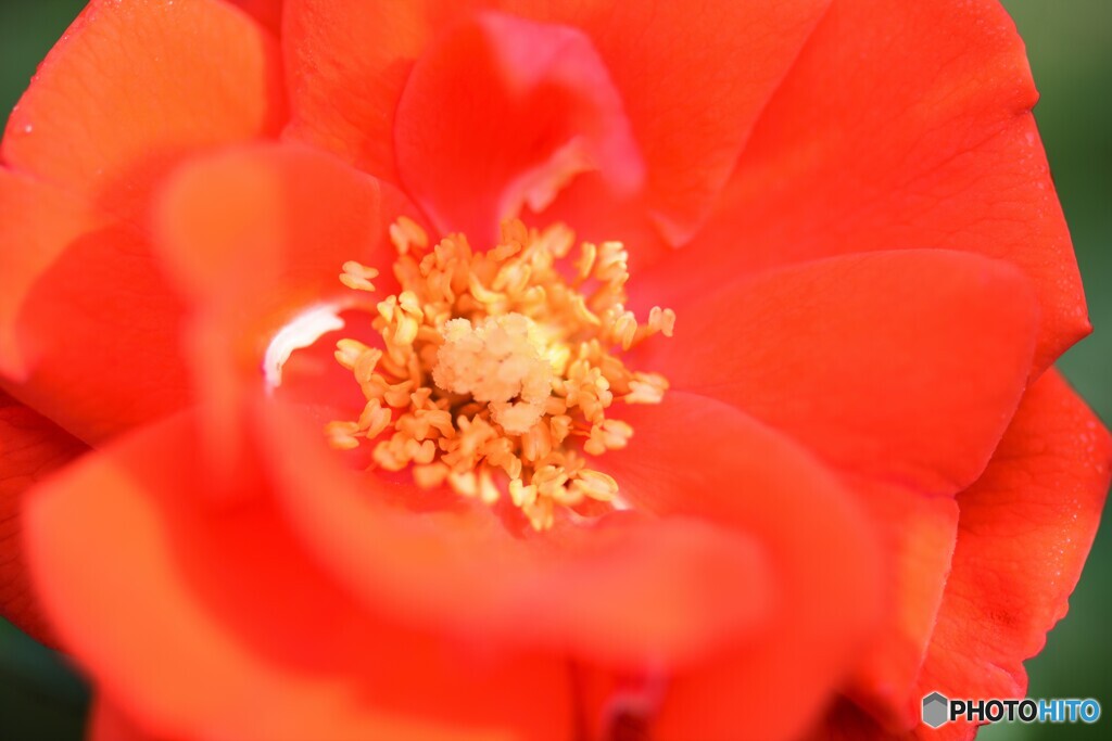 紅いバラ