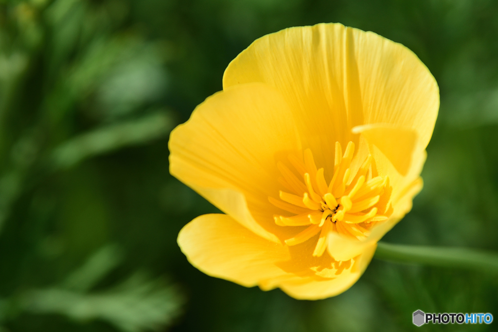 花その４