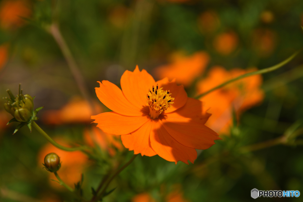 キバナコスモス