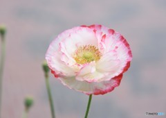 ポピー