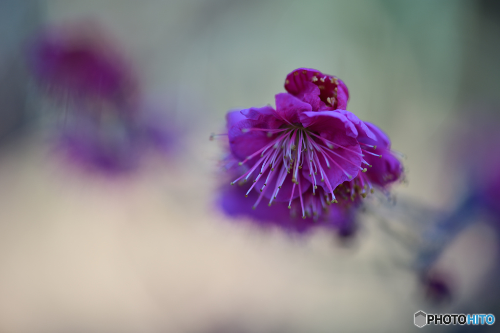 梅の花