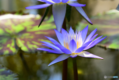 熱帯性スイレン